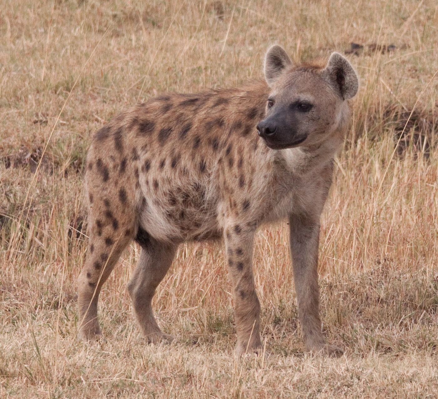 A spotted hyena standing in dry grass, looking toward the camera.