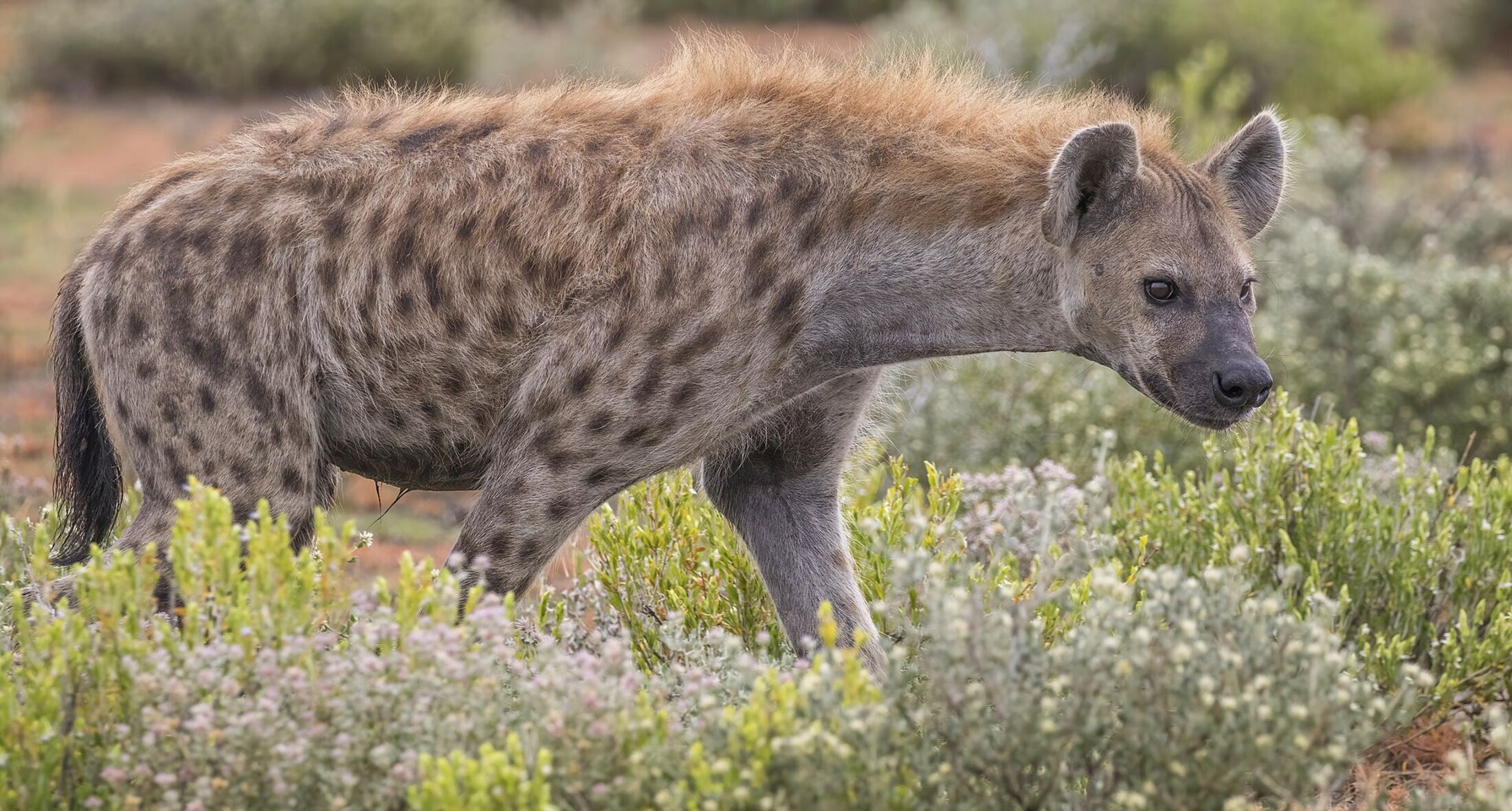 A spotted hyena walking through low flowering scrub, seen in profile.